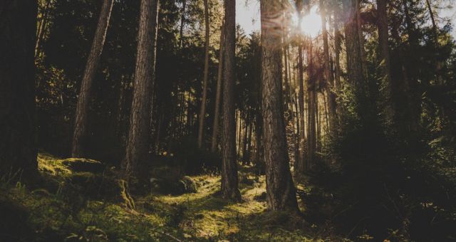 Investir dans des Actifs Naturels vous permet de diversifier votre patrimoine durablement : forêts, vignes et terres agricoles, tout en réduisant votre fiscalité et en préparant votre transmission.